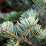 Abies cephalonica.png